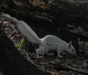 2016 06 11 WildLife MPLS 093